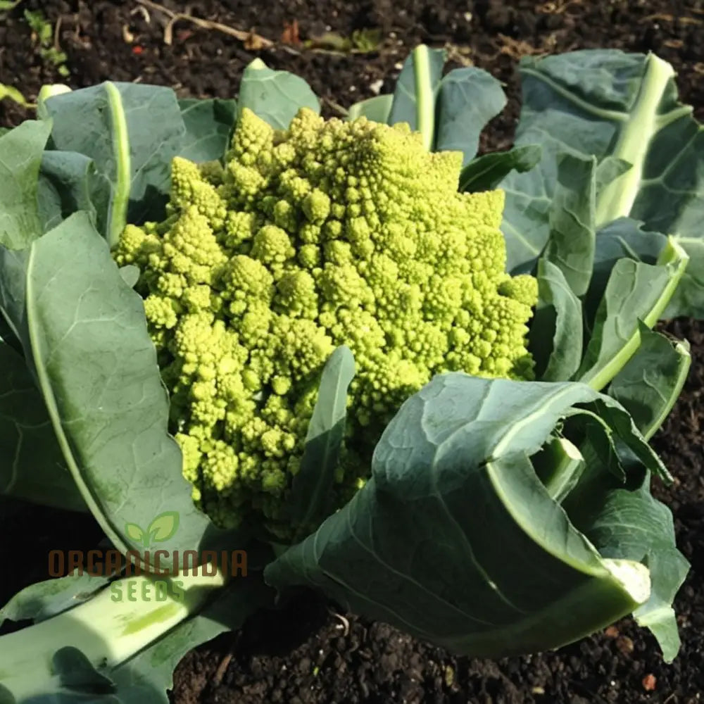 Romanesco Navona Seeds - Grow Unique And Nutritious Cauliflower