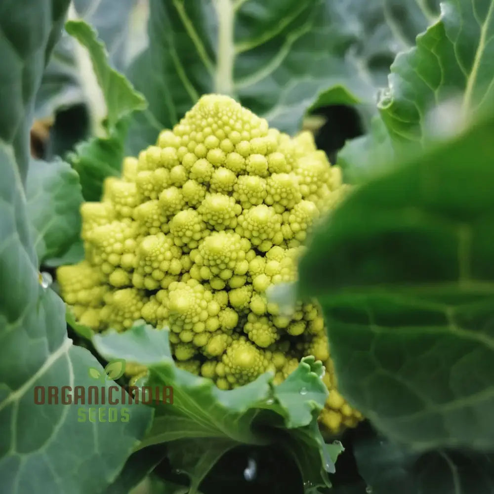 Romanesco Navona Seeds - Grow Unique And Nutritious Cauliflower