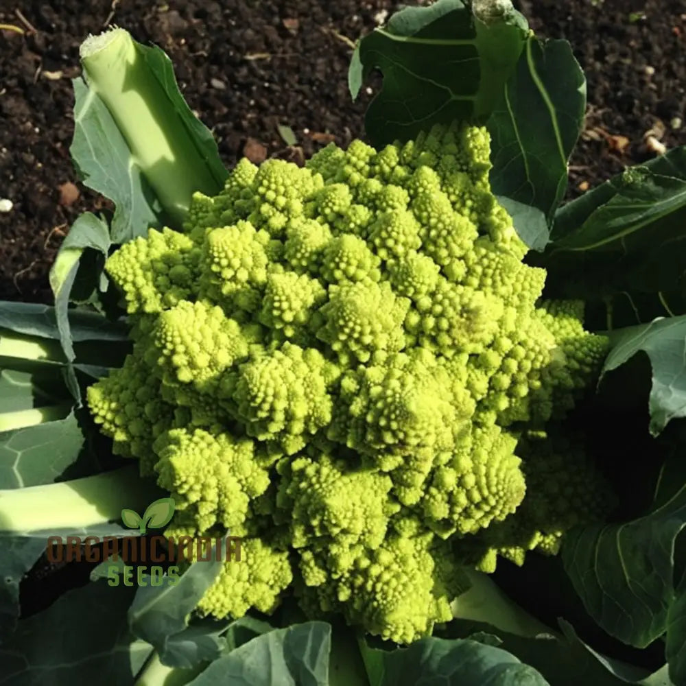 Romanesco Navona Seeds - Grow Unique And Nutritious Cauliflower