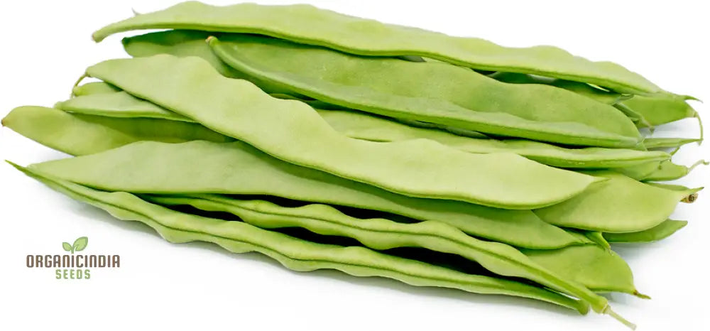 Romano Pole Bean Vegetable Seeds Enhance Your Garden With Robust Flavor And Abundant Yields Using