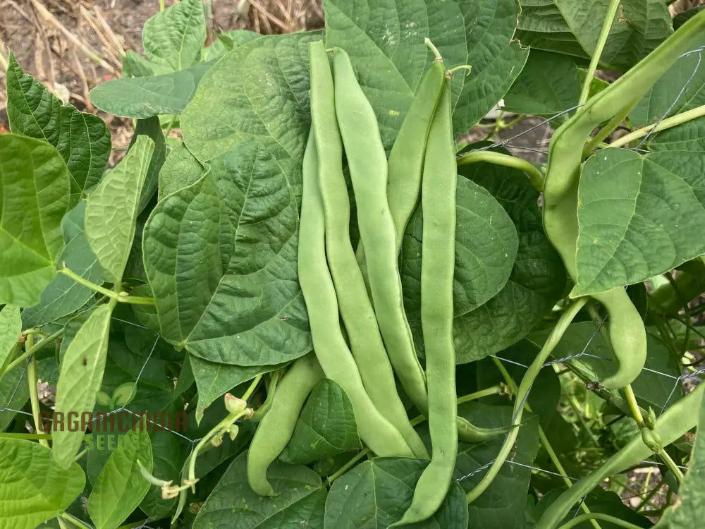 Romano Pole Bean Vegetable Seeds Enhance Your Garden With Robust Flavor And Abundant Yields Using