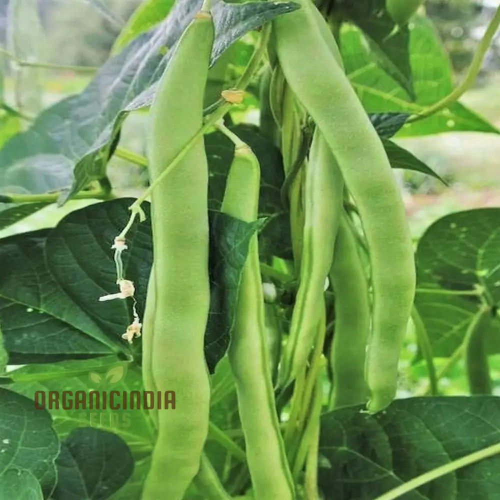 Romano Pole Bean Vegetable Seeds Enhance Your Garden With Robust Flavor And Abundant Yields Using