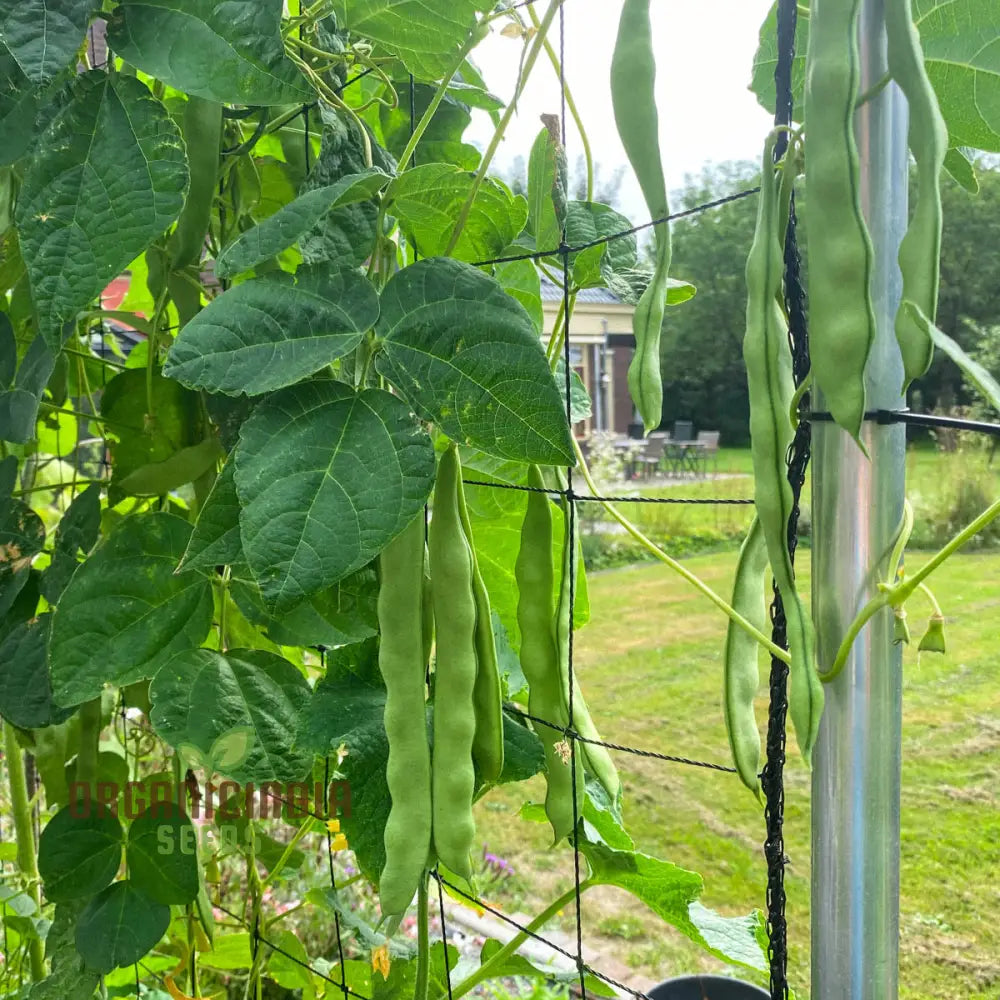 Romano Pole Bean Vegetable Seeds Enhance Your Garden With Robust Flavor And Abundant Yields Using