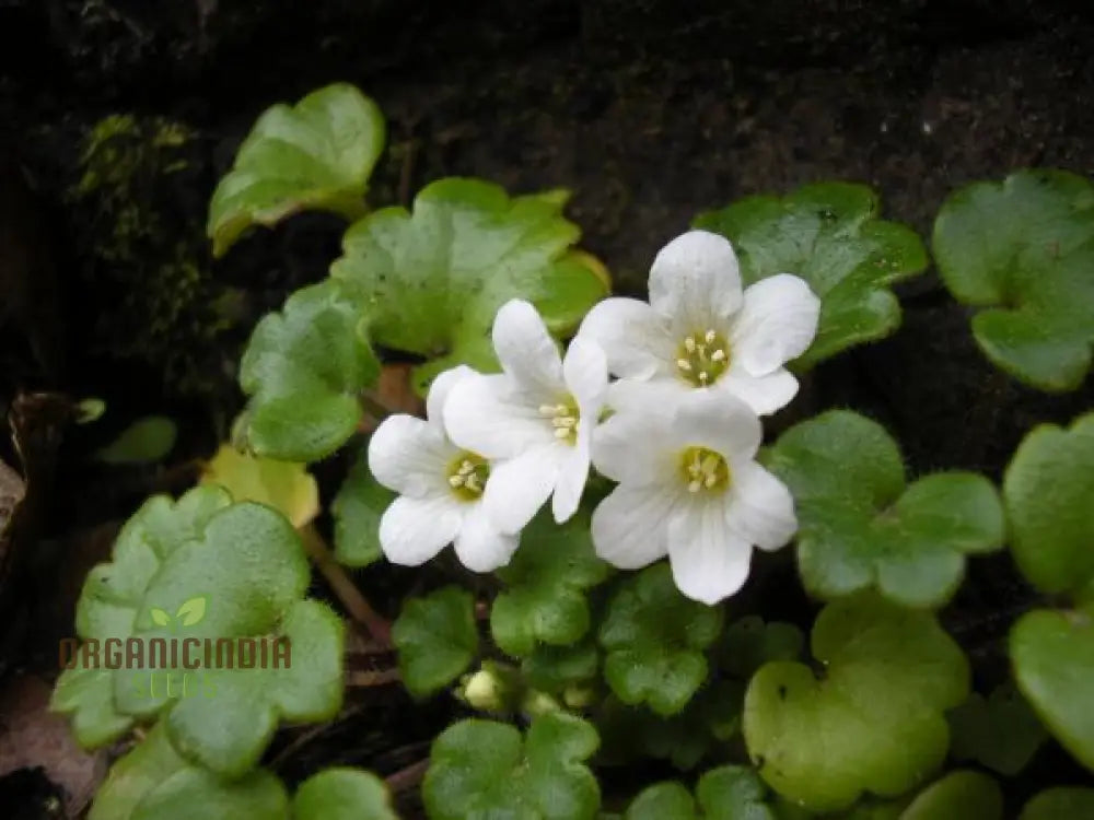 Romanoffia Unalaschcensis Flower Seeds For Planting Cultivating Rare And Delicate Alpine Blooms