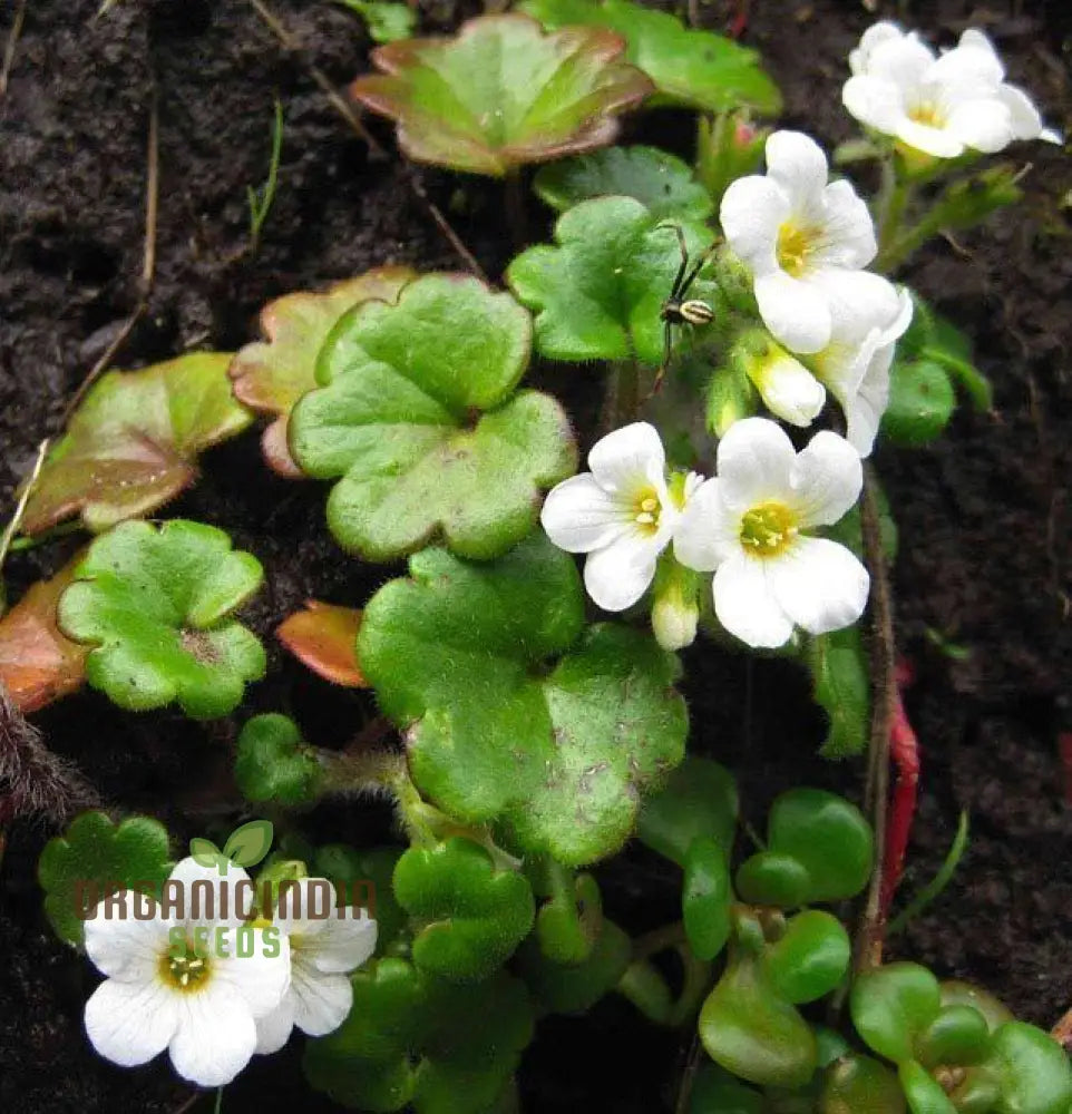 Romanoffia Unalaschcensis Flower Seeds For Planting Cultivating Rare And Delicate Alpine Blooms