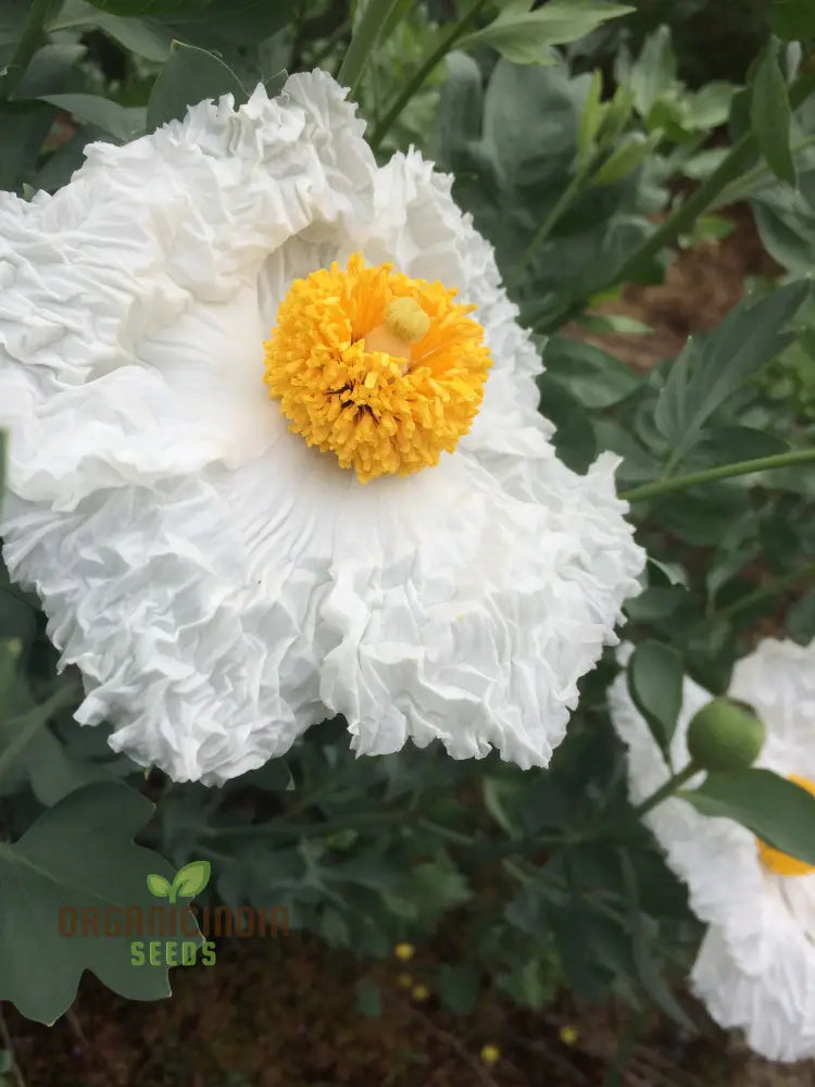 Romneya Coulteri Flower Seeds For Planting Growing Stunning White Poppies For Your Garden