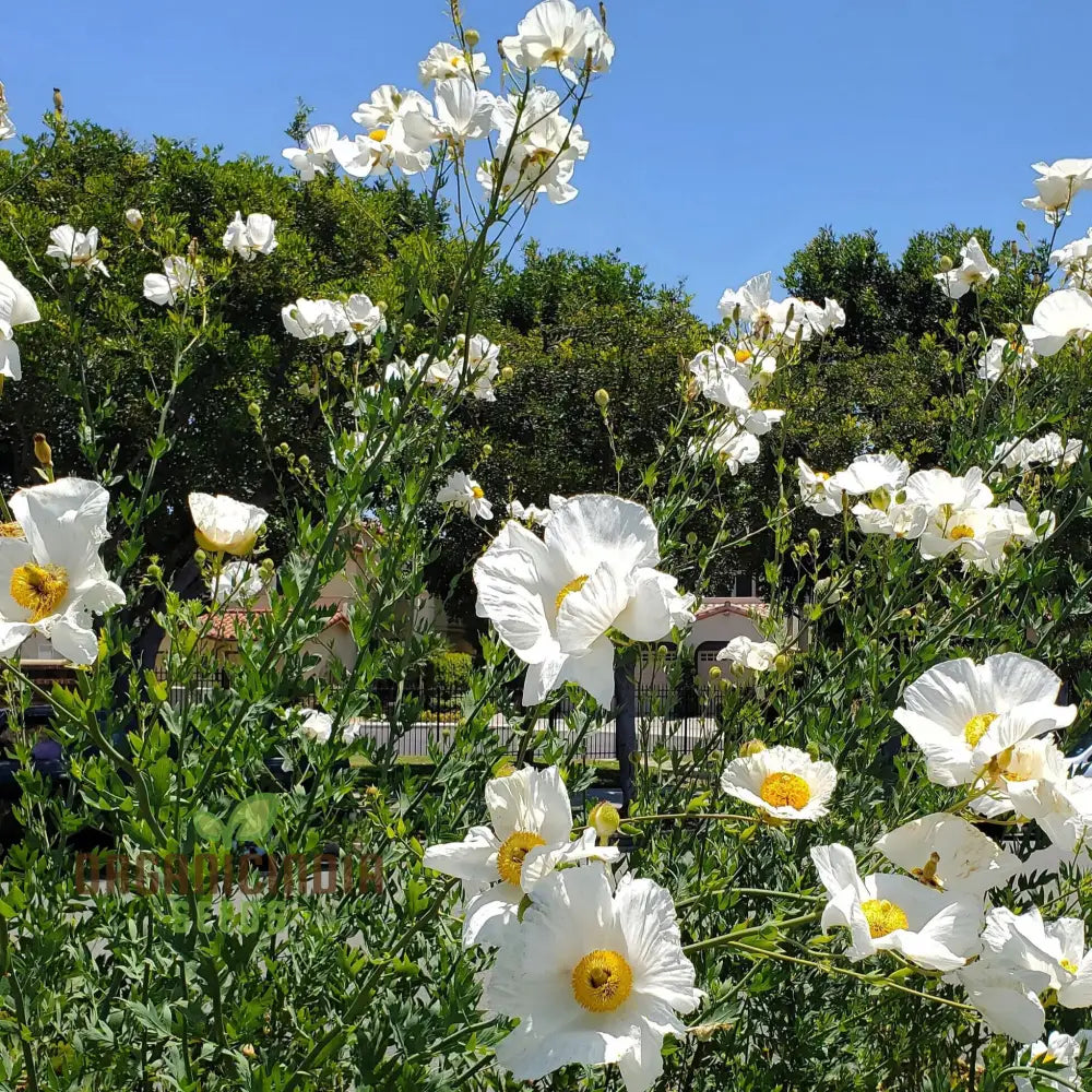 Romneya Coulteri Flower Seeds For Planting Growing Stunning White Poppies For Your Garden