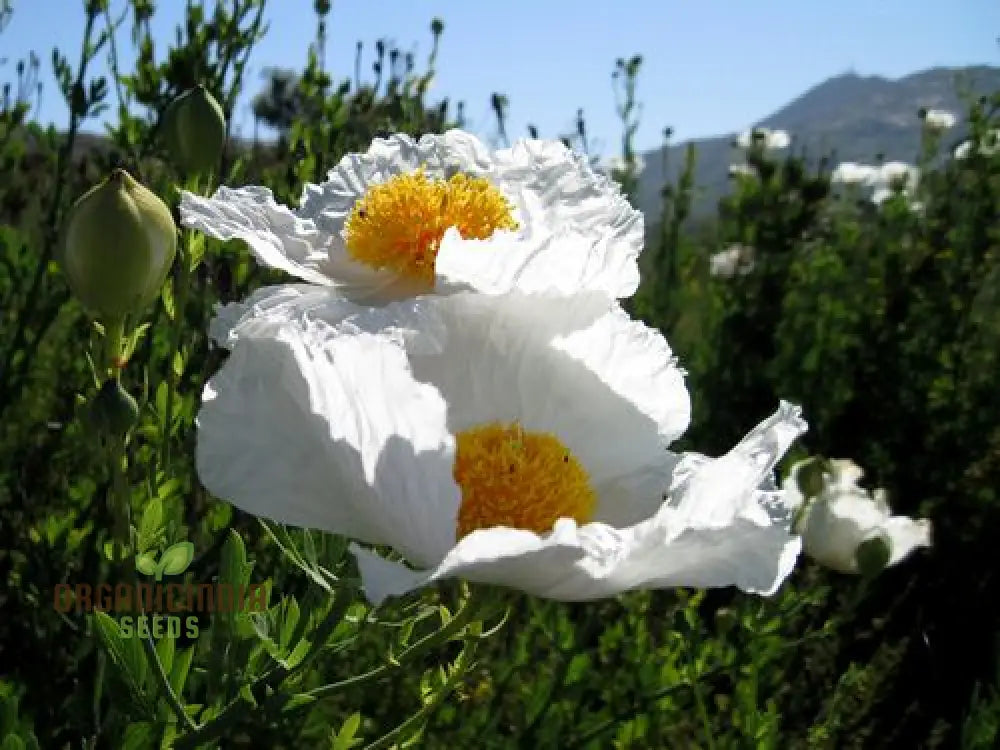 Romneya Coulteri Flower Seeds For Planting Growing Stunning White Poppies For Your Garden