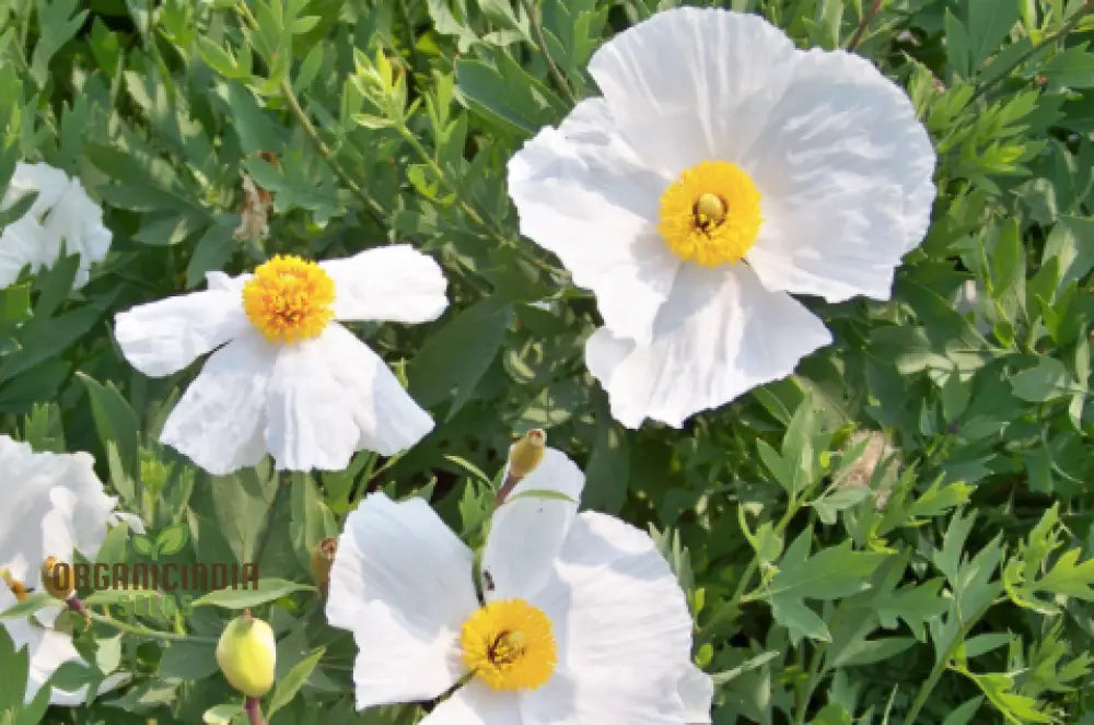 Romneya Coulteri Flower Seeds For Planting Growing Stunning White Poppies For Your Garden