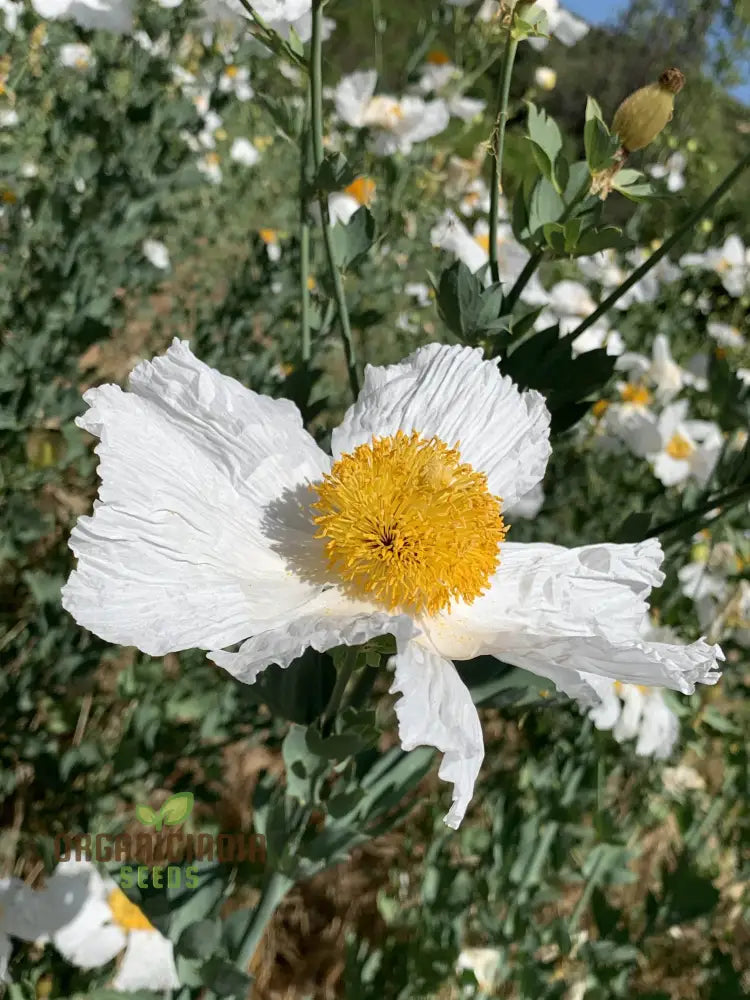 Romneya Coulteri Flower Seeds For Planting Growing Stunning White Poppies For Your Garden