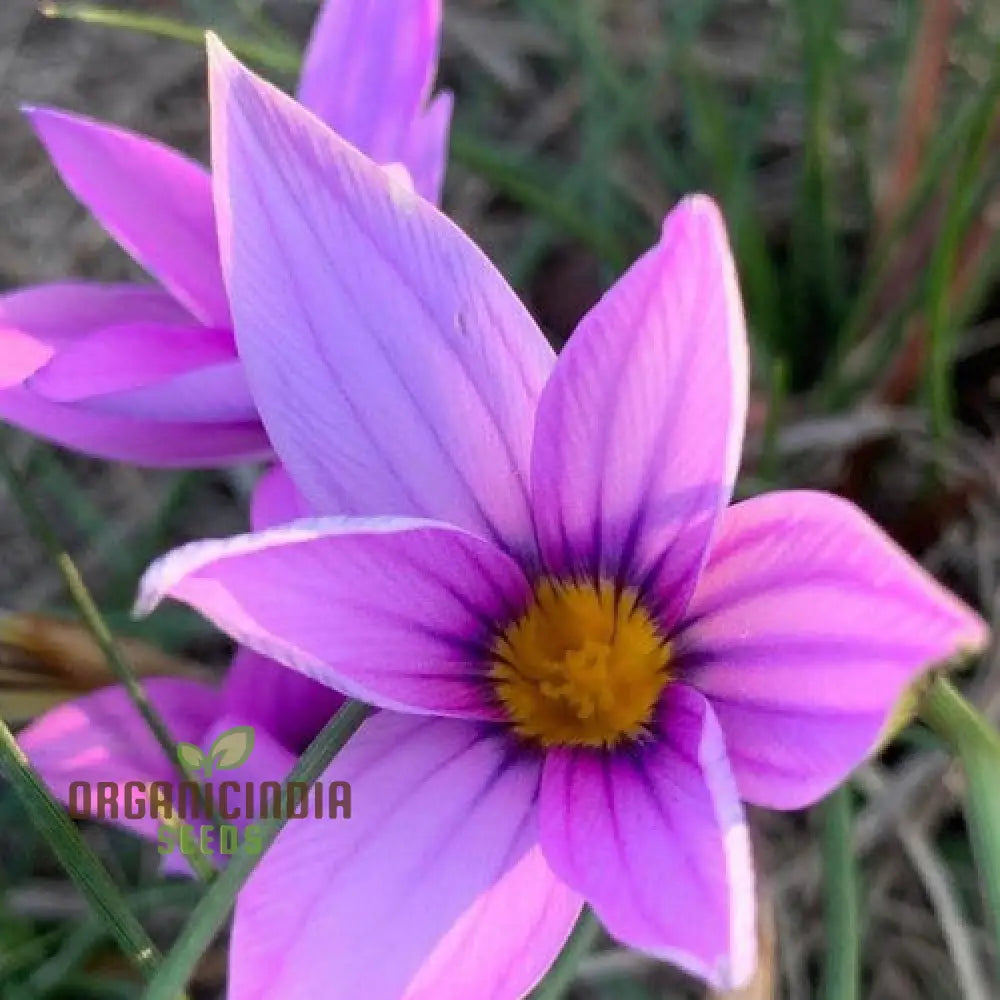 Romulea Atranda Flower Seeds For Planting Cultivating Beautiful And Resilient Blooms For Your Garden