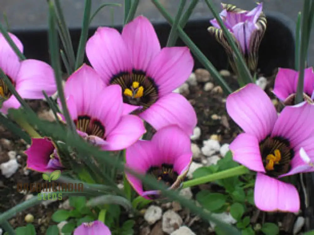 Romulea Atranda Flower Seeds For Planting Cultivating Beautiful And Resilient Blooms For Your Garden