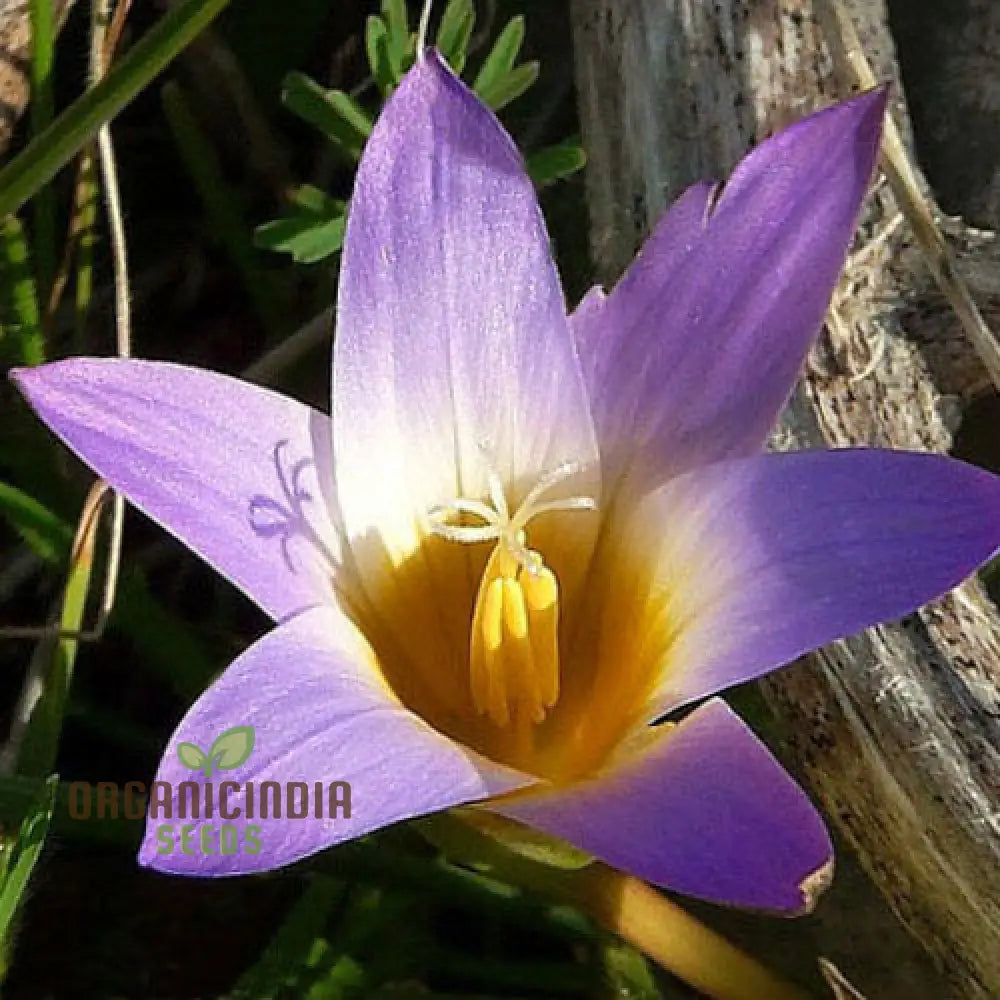 Romulea Atranda Flower Seeds For Planting Cultivating Beautiful And Resilient Blooms For Your Garden