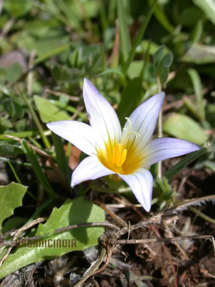 Romulea Bulbodium Album Flower Seeds For Planting Growing Elegant White Blooms For Your Garden