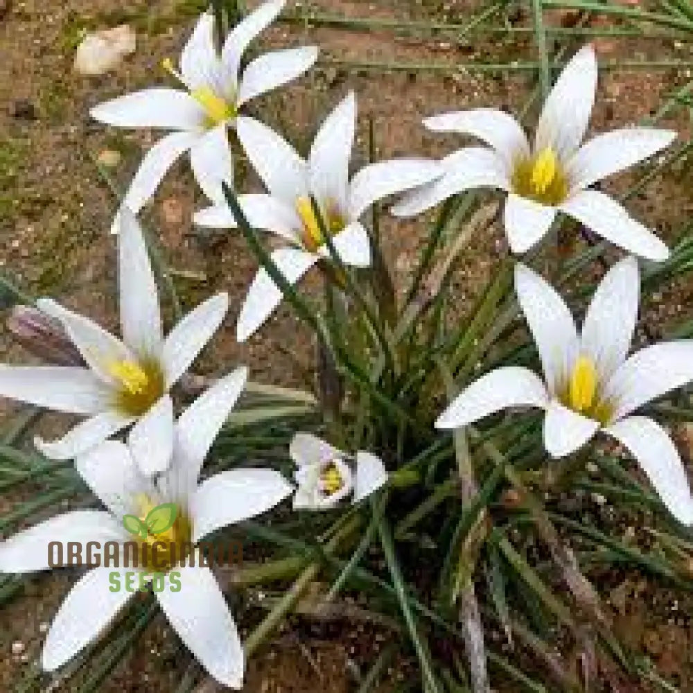 Romulea Bulbodium Album Flower Seeds For Planting Growing Elegant White Blooms For Your Garden