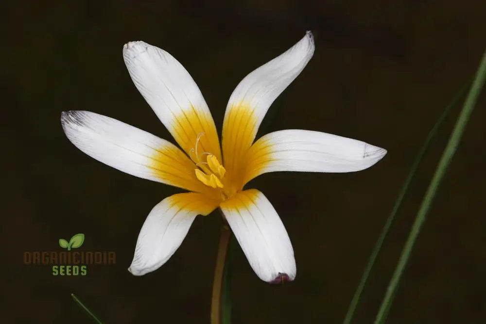 Romulea Bulbodium Album Flower Seeds For Planting Growing Elegant White Blooms For Your Garden