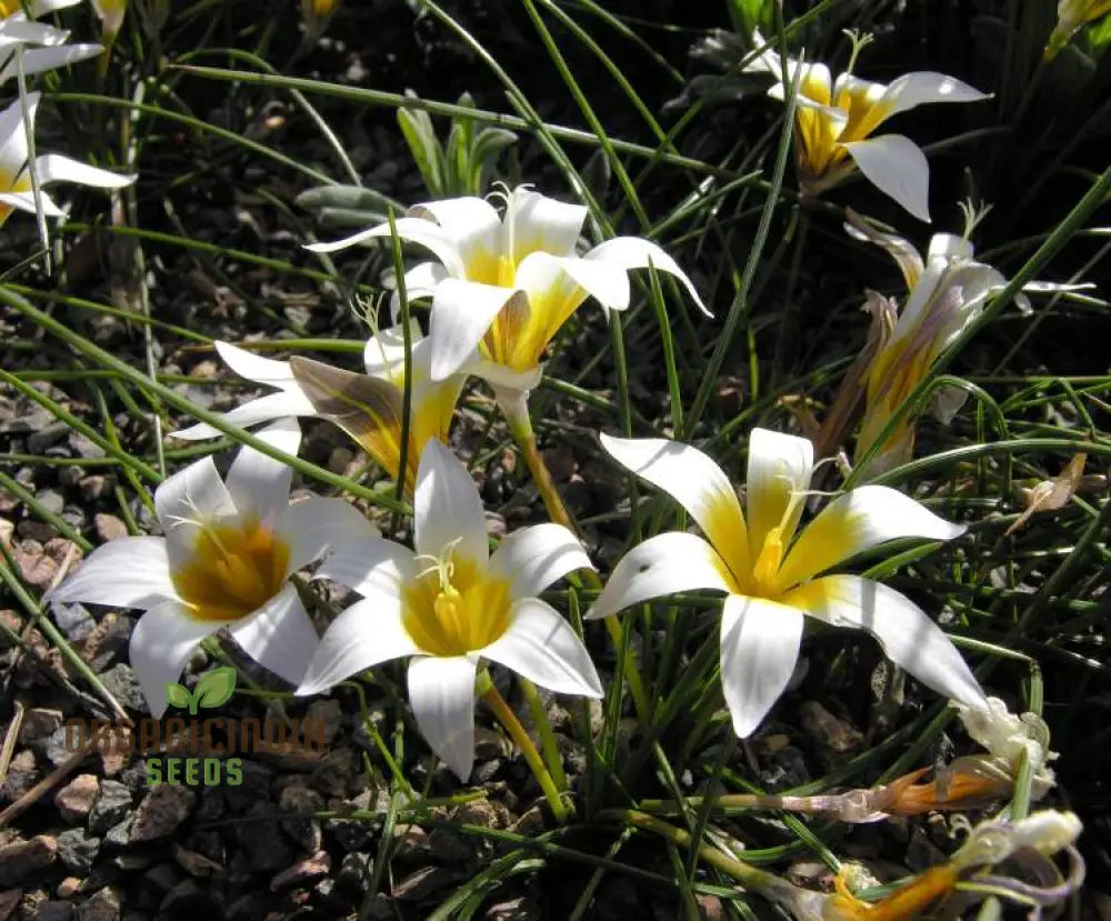 Romulea Bulbodium Album Flower Seeds For Planting Growing Elegant White Blooms For Your Garden