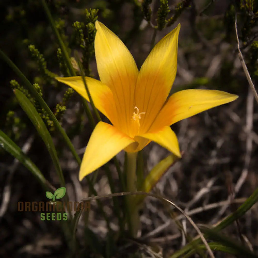 Romulea Macowanii Alticola Flower Seeds For Planting Adding Vibrant Alpine Beauty To Your Garden