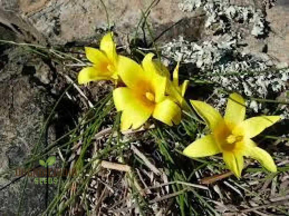 Romulea Macowanii Alticola Flower Seeds For Planting Adding Vibrant Alpine Beauty To Your Garden