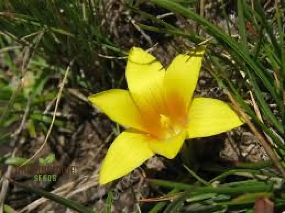 Romulea Macowanii Alticola Flower Seeds For Planting Adding Vibrant Alpine Beauty To Your Garden