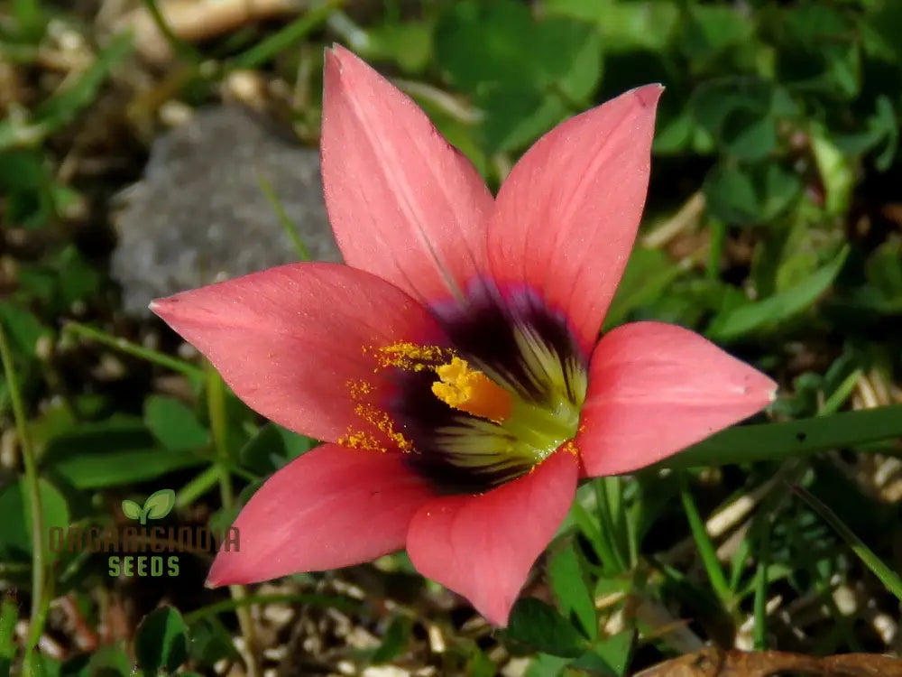 Romulea Obscura Subtestacea Flower Seeds For Planting Cultivating Unique And Delicate Blooms For