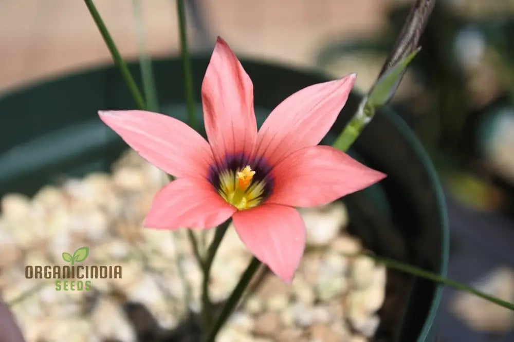 Romulea Obscura Subtestacea Flower Seeds For Planting Cultivating Unique And Delicate Blooms For