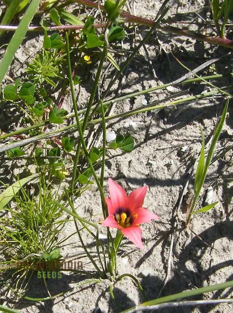 Romulea Obscura Subtestacea Flower Seeds For Planting Cultivating Unique And Delicate Blooms For