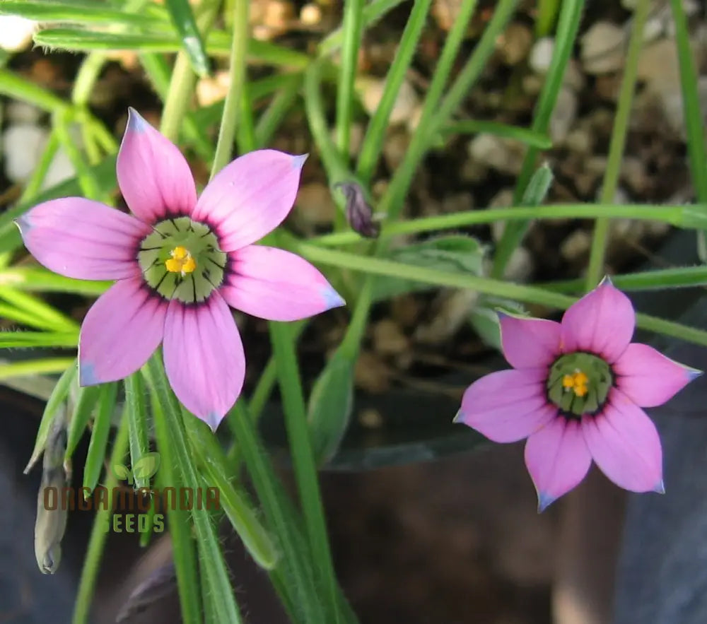 Romulea Tetragona Flower Seeds For Planting Growing Exotic And Striking Blooms For Your Garden