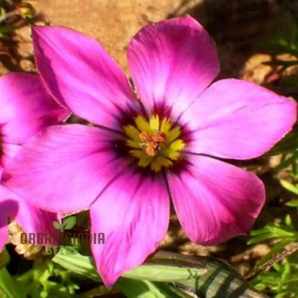 Romulea Tetragona Flower Seeds For Planting Growing Exotic And Striking Blooms For Your Garden