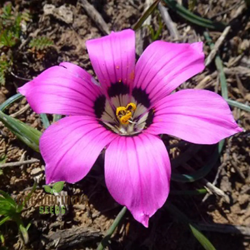 Romulea Tetragona Flower Seeds For Planting Growing Exotic And Striking Blooms For Your Garden