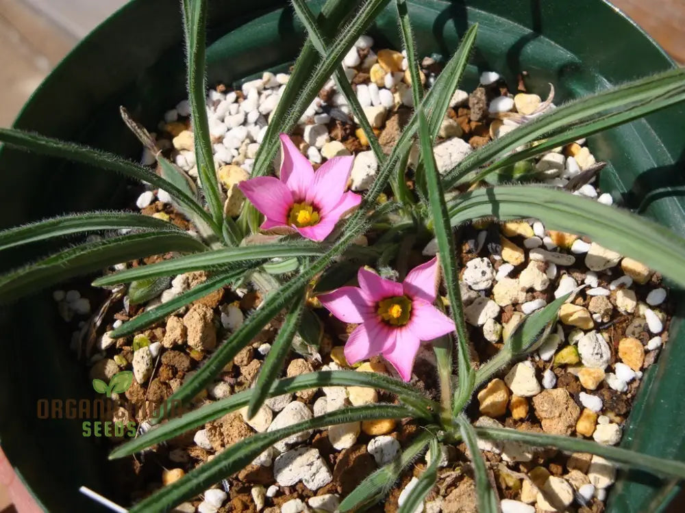 Romulea Tetragona Flower Seeds For Planting Growing Exotic And Striking Blooms For Your Garden