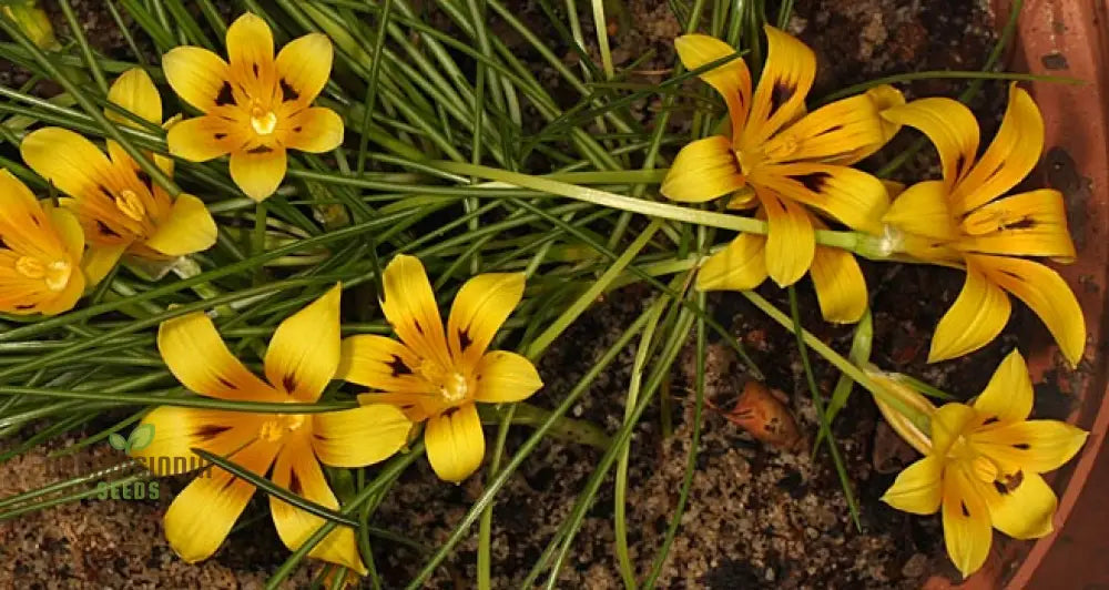 Romulea Tortuosa Flower Seeds For Planting Cultivating Twisted Beauty And Unique Blooms For Your