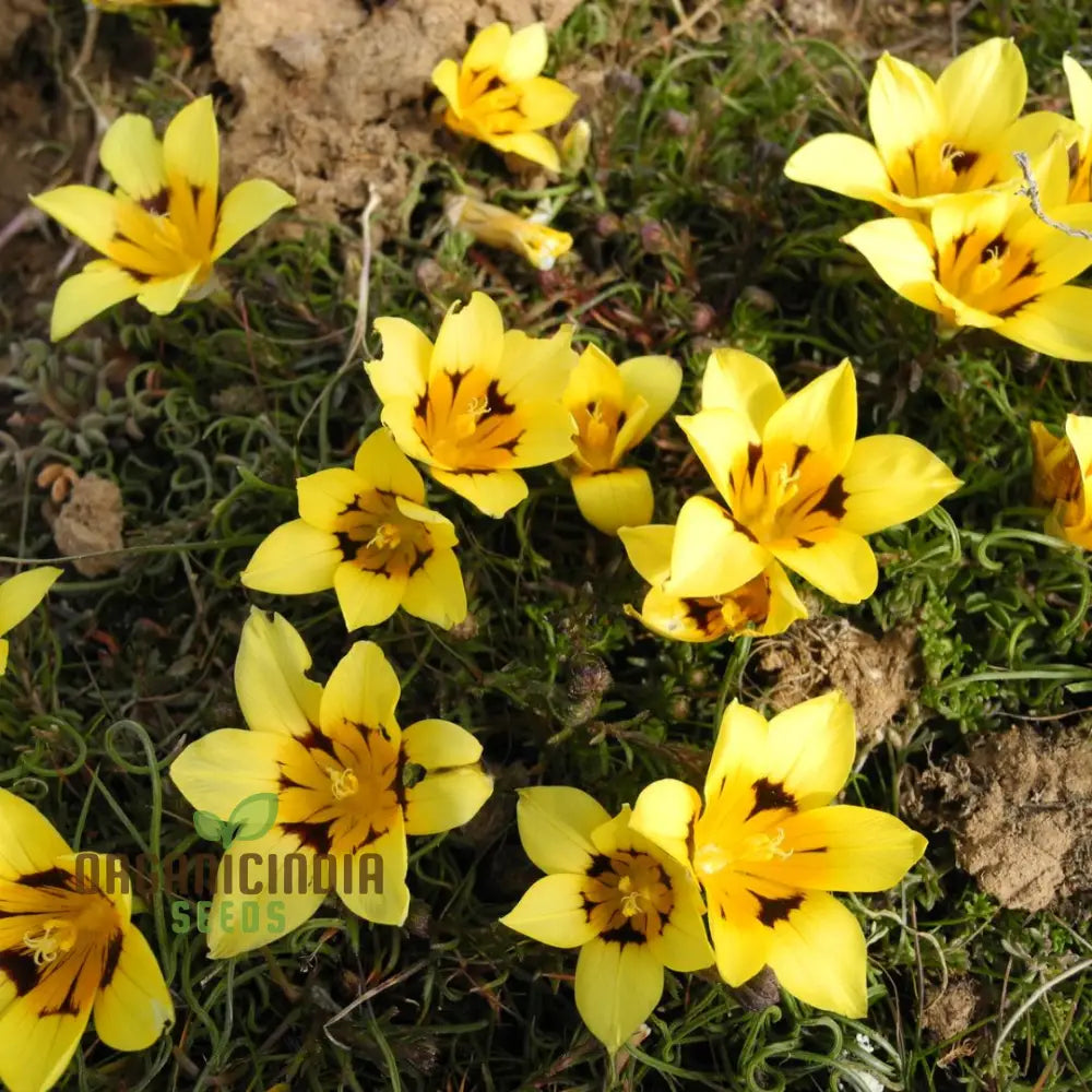 Romulea Tortuosa Flower Seeds For Planting Cultivating Twisted Beauty And Unique Blooms For Your