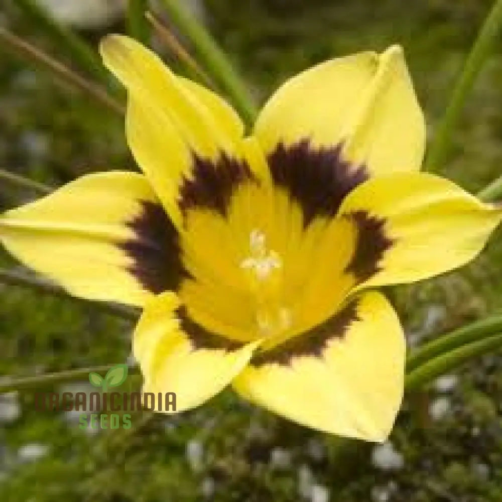 Romulea Tortuosa Flower Seeds For Planting Cultivating Twisted Beauty And Unique Blooms For Your