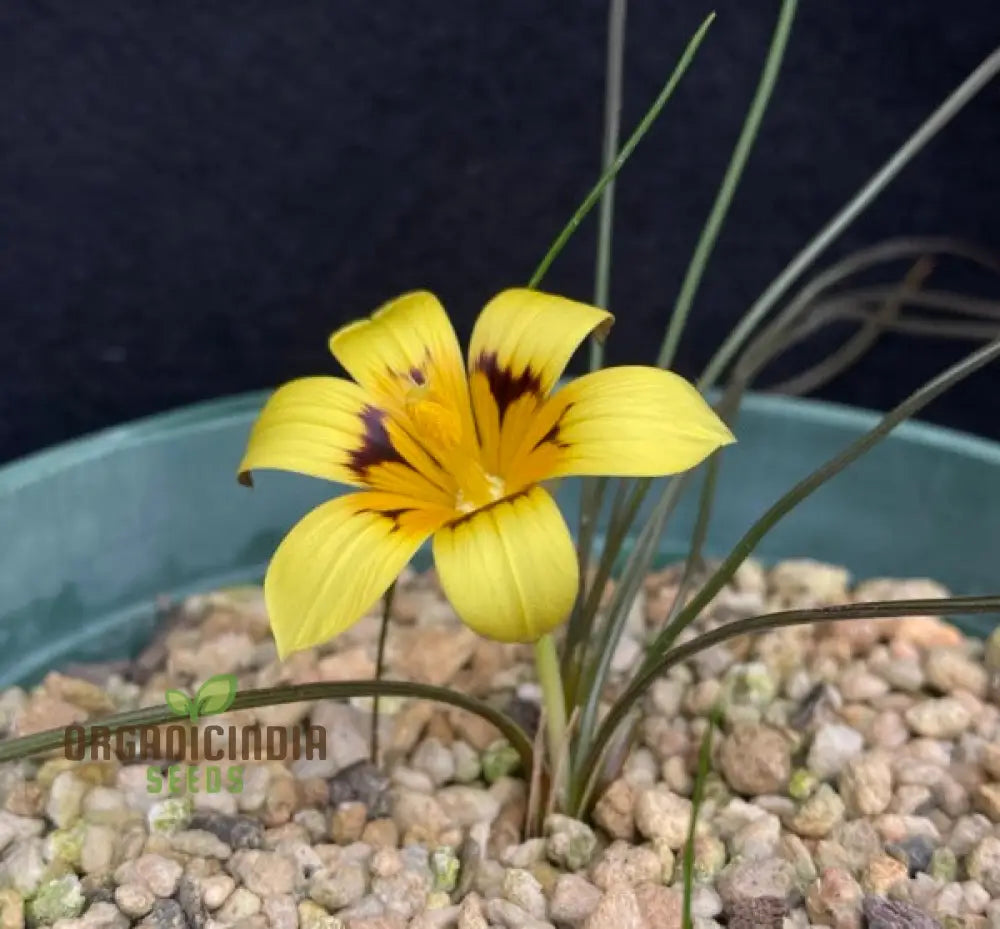 Romulea Tortuosa Flower Seeds For Planting Cultivating Twisted Beauty And Unique Blooms For Your