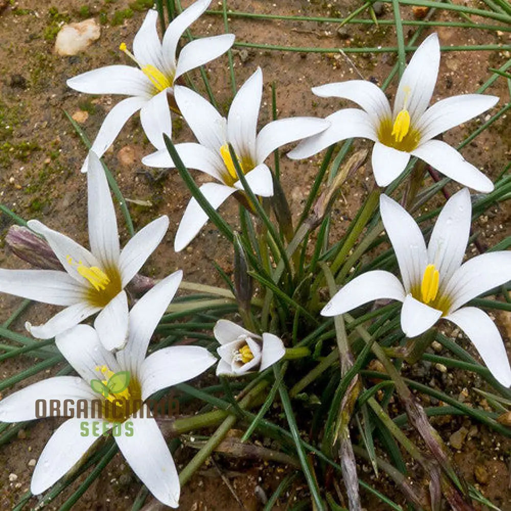 Romulea Zahnii Flower Seeds For Planting Growing Rare And Elegant Blooms For Your Garden