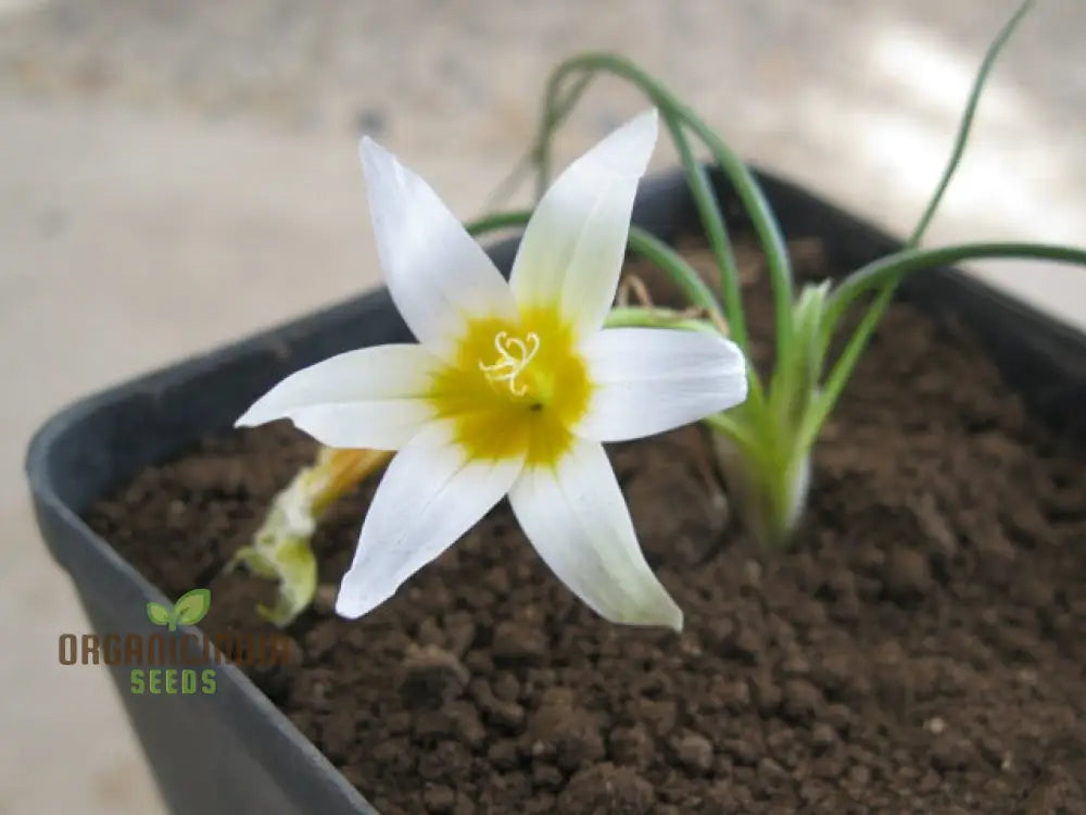 Romulea Zahnii Flower Seeds For Planting Growing Rare And Elegant Blooms For Your Garden