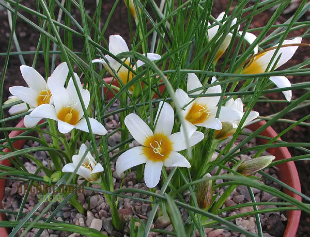 Romulea Zahnii Flower Seeds For Planting Growing Rare And Elegant Blooms For Your Garden