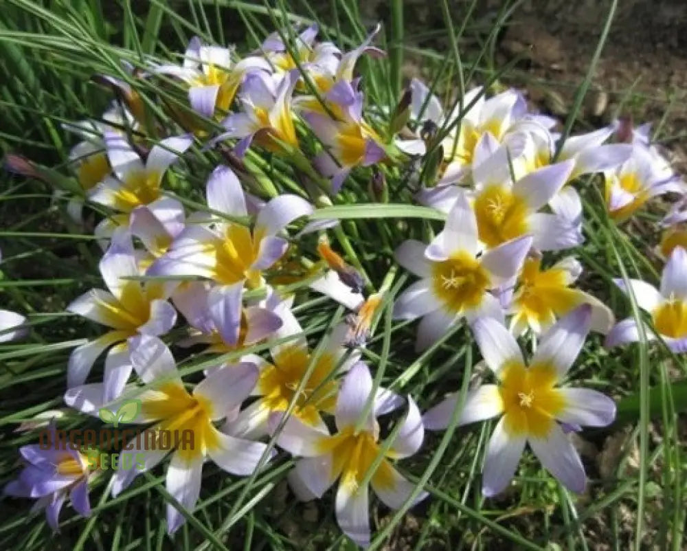 Romulea Zahnii Flower Seeds For Planting Growing Rare And Elegant Blooms For Your Garden