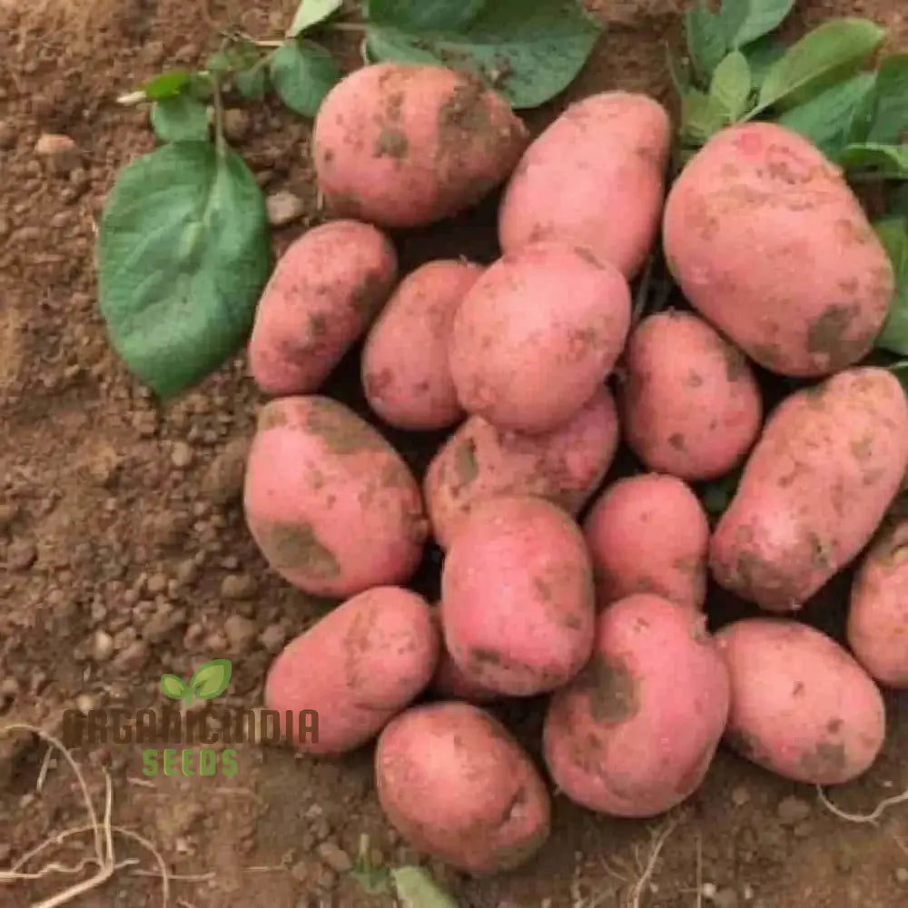 Rooster Red Potato Vegetable Seeds Cultivate Delicious And Vibrant Additions To Your Garden With