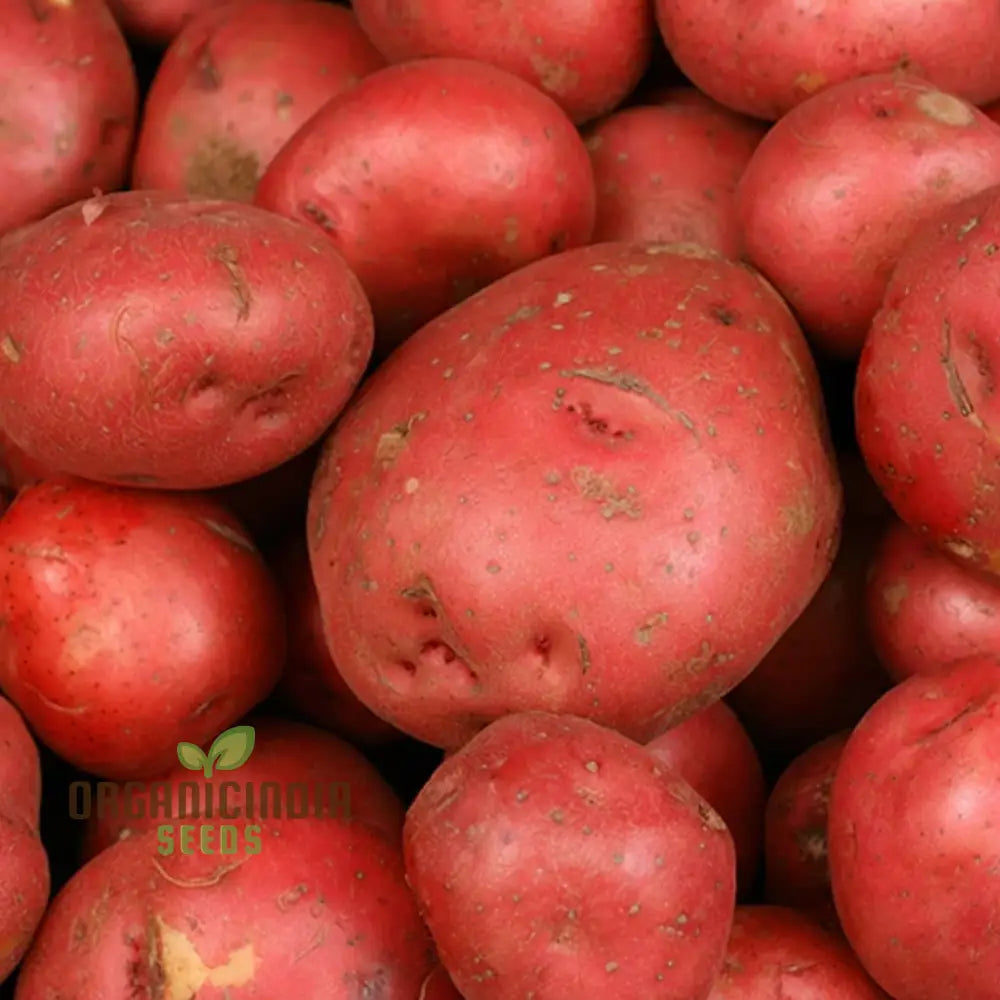 Rooster Red Potato Vegetable Seeds Cultivate Delicious And Vibrant Additions To Your Garden With