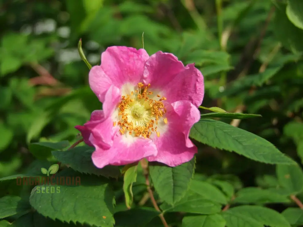 Rosa Amblyotis Flower Seeds For Planting Cultivating Beautiful And Hardy Rose Blooms For Your