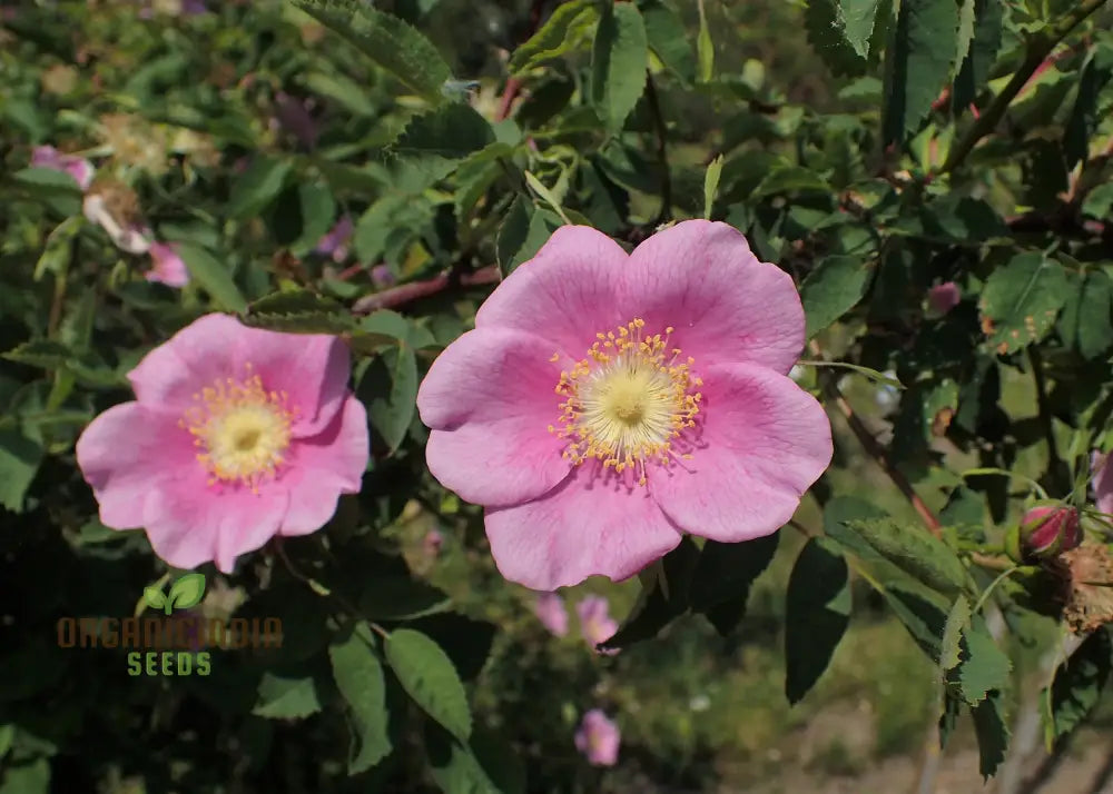 Rosa Amblyotis Flower Seeds For Planting Cultivating Beautiful And Hardy Rose Blooms For Your