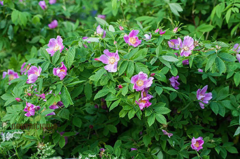 Rosa Amblyotis Flower Seeds For Planting Cultivating Beautiful And Hardy Rose Blooms For Your