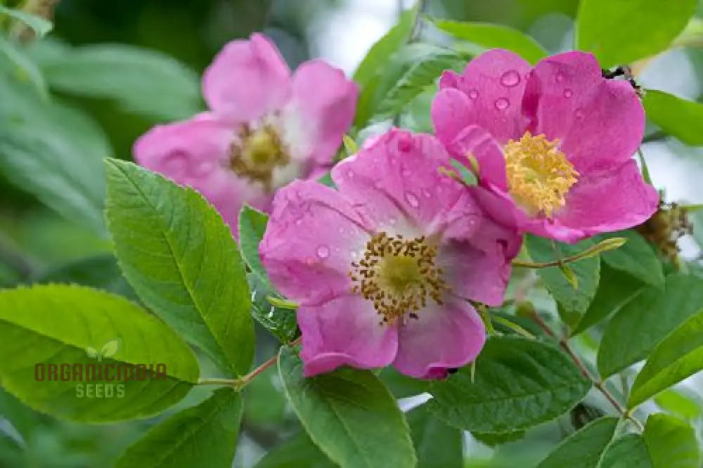 Rosa Amblyotis Flower Seeds For Planting Cultivating Beautiful And Hardy Rose Blooms For Your