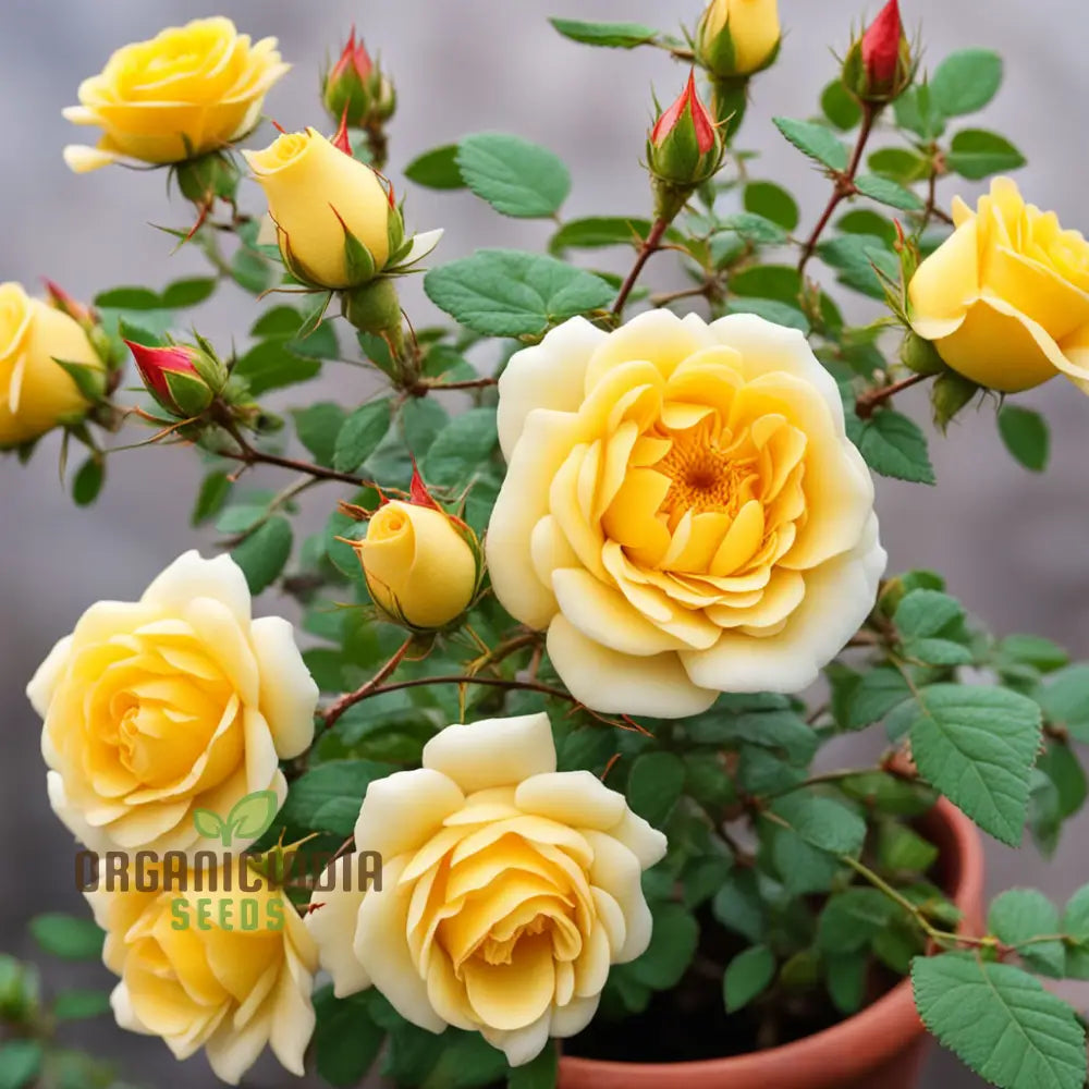 Rosa Banksiae Seeds Lady Banks’ Rose Yellow Climbing Climbers