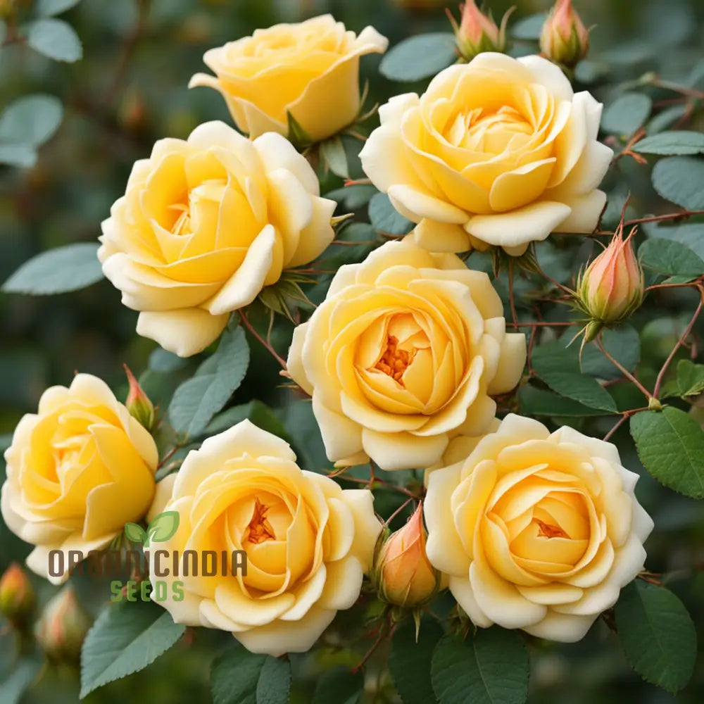 Rosa Banksiae Seeds Lady Banks’ Rose Yellow Climbing Climbers