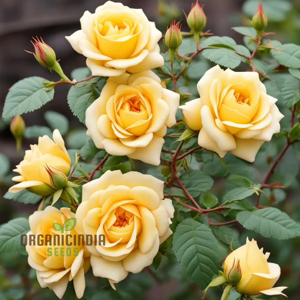 Rosa Banksiae Seeds Lady Banks’ Rose Yellow Climbing Climbers