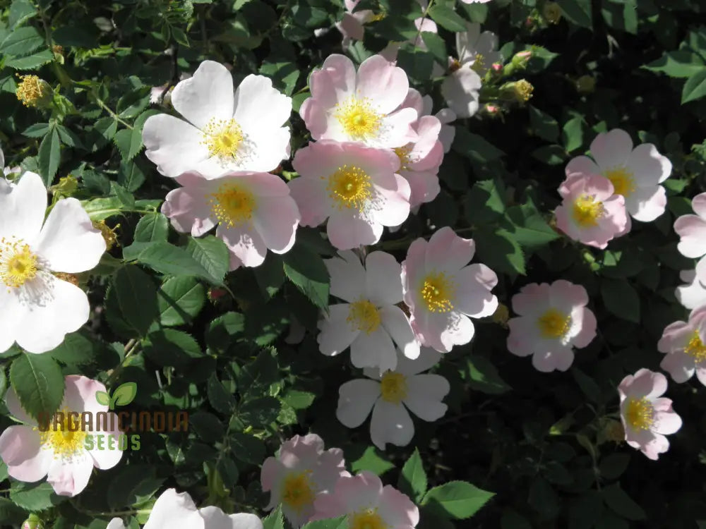 Rosa Canina Flower Seeds For Planting Hardy Dog Rose For Beautiful And Resilient Wild Flowers In