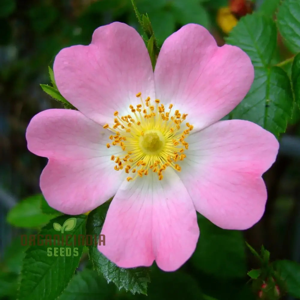 Rosa Canina Flower Seeds For Planting Hardy Dog Rose For Beautiful And Resilient Wild Flowers In